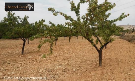  SE VENDE TERRENO HONDON DE LA NIEVES - ALICANTE 