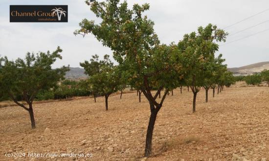 SE VENDE TERRENO HONDON DE LA NIEVES - ALICANTE