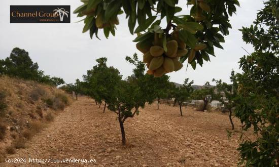 PARCELA EN HONDON DE LAS NIEVES - ALICANTE