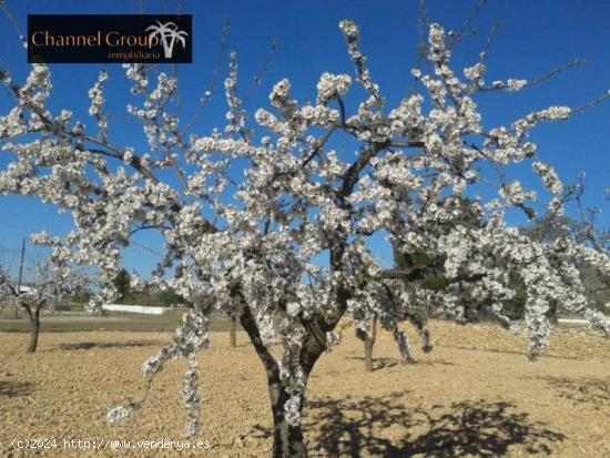 PARCELA EN HONDON DE LAS NIEVES - ALICANTE