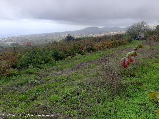 FINCA RUSTICA CON VIÑA EN EL SAUZAL - SANTA CRUZ DE TENERIFE