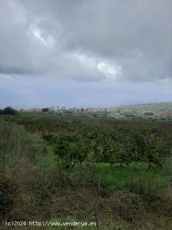 FINCA RUSTICA CON VIÑA EN EL SAUZAL - SANTA CRUZ DE TENERIFE