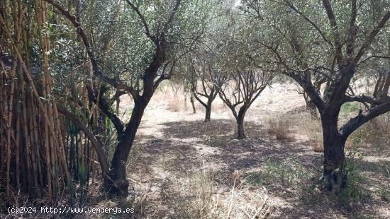 LÚCAR ( ALMERÍA ), TERRENO URBANO CON AGUA . - ALMERIA