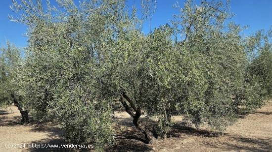  Olivar intensivo cerca de Aguilar - CORDOBA 