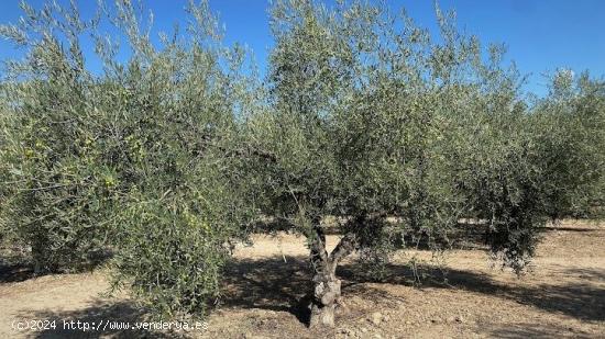 Olivar intensivo cerca de Aguilar - CORDOBA