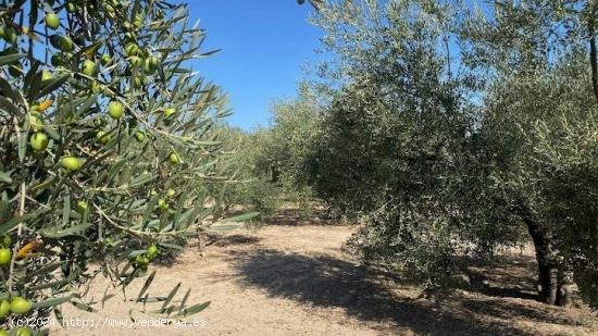 Olivar intensivo cerca de Aguilar - CORDOBA