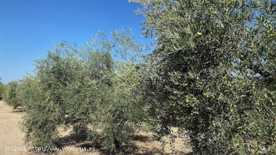 Olivar intensivo cerca de Aguilar - CORDOBA