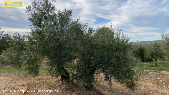 Olivar en buena ubicación - CORDOBA