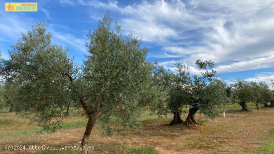 Olivar en buena ubicación - CORDOBA