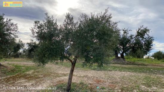 Olivar en buena ubicación - CORDOBA