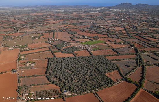 Terreno edificable en Felanitx - BALEARES