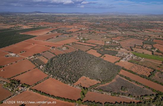 Terreno edificable en Felanitx - BALEARES