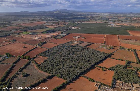 Terreno edificable en Felanitx - BALEARES