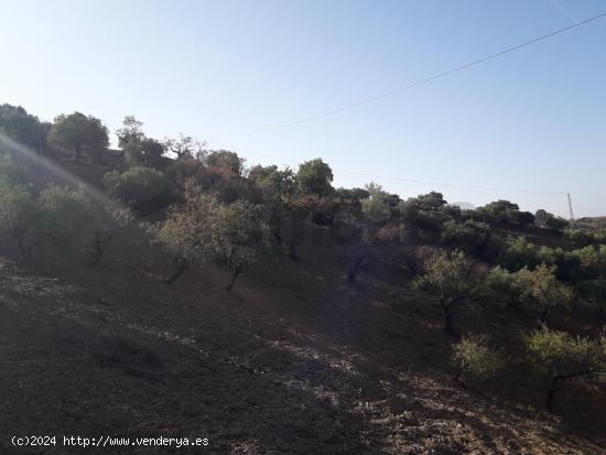 Terreno rustico de 91.140m2 en Paraje de Santa Cruz - MALAGA