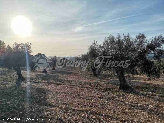 Suelo rústico en Venta en Biar Alicante