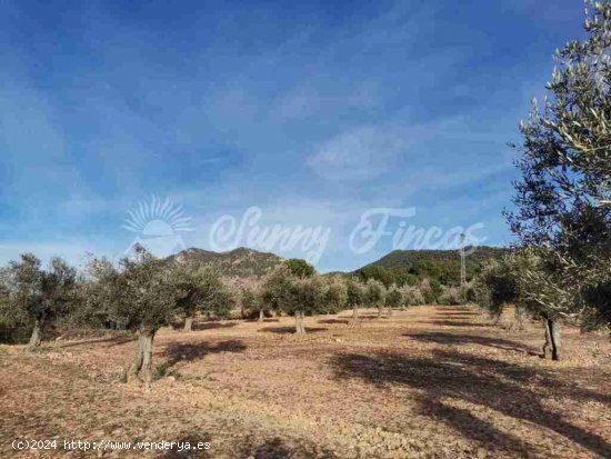 Suelo rústico en Venta en Biar Alicante