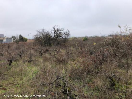 VENTA FINCA RUSTICA EN CACABELOS - LEON