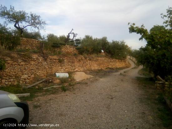 FINCA AGRICOLA DE REGADIO CON DOS MASIAS DE NUEVA CONSTRUCCION EN PARAJE SINGULAR - DARMOS. - TARRAG