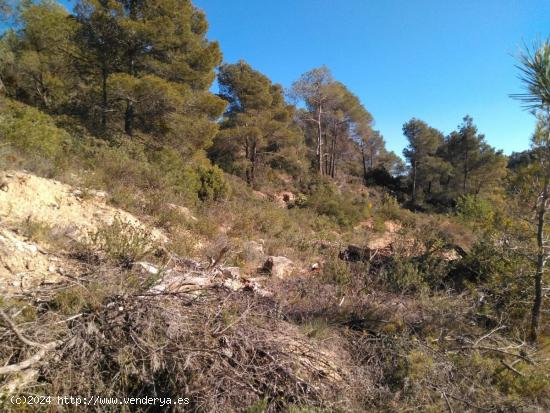 OPORTUNIDAD FINCA RUSTICA EN CORBERA D´EBRE CON PEQUEÑA CONSTRUCCION. - TARRAGONA