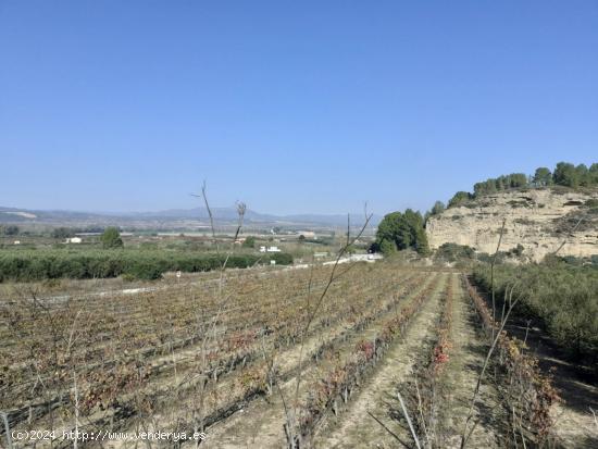 MAGNIFICA FINCA DE REGADIO EN GINESTAR AL LADO DE LA C-12 - TARRAGONA