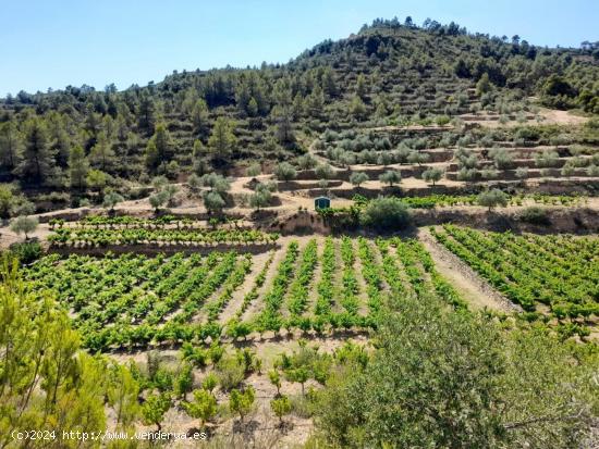 OCASION FINCA DE REGADIO EN ENTORNO NATURAL EN LA PALM A D´EBRE - TARRAGONA