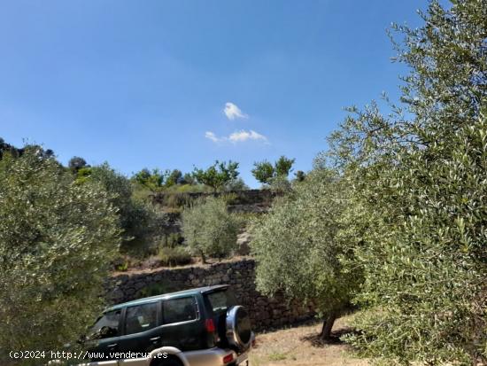 OCASION FINCA DE REGADIO EN ENTORNO NATURAL EN LA PALM A D´EBRE - TARRAGONA