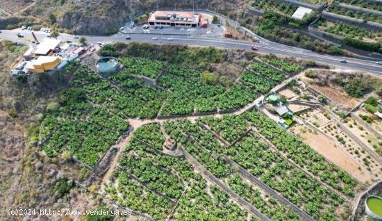  FINCA RÚSTICA CON PLATANERAS. LA GUANCHA - TENERIFE - SANTA CRUZ DE TENERIFE 