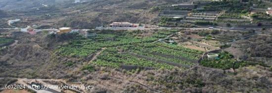 FINCA RÚSTICA CON PLATANERAS. LA GUANCHA - TENERIFE - SANTA CRUZ DE TENERIFE