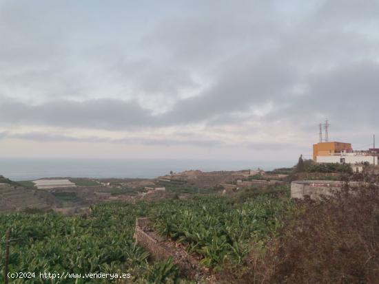 FINCA RÚSTICA CON PLATANERAS. LA GUANCHA - TENERIFE - SANTA CRUZ DE TENERIFE