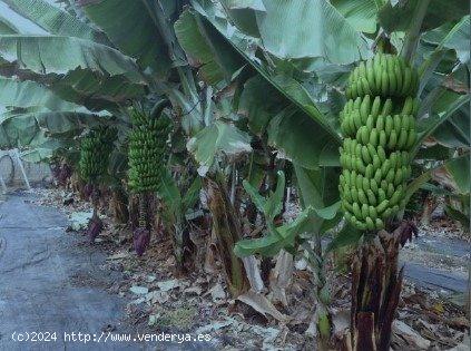 FINCA DE PLATANERA, RÚSTICA ECOLÓGICA EN ARICO. TENERIFE SUR - SANTA CRUZ DE TENERIFE