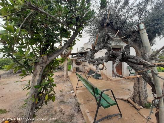 Parcela rustica con cuarto de aperos huerta de Beniajan - MURCIA