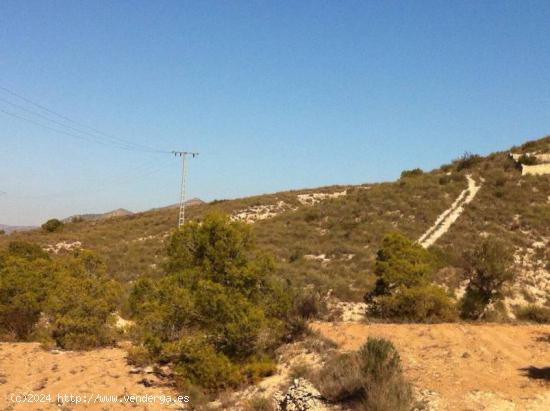 FINCA CON CASA REFORMADA Y BODEGA EN EL SEMISOTANO - ALICANTE