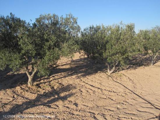 TERRENO - ALICANTE