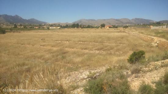 TERRENO PARCELA 10000 METROS - ALICANTE