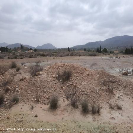 TERRENO RURAL - ALICANTE