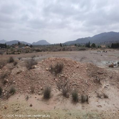 TERRENO RURAL - ALICANTE