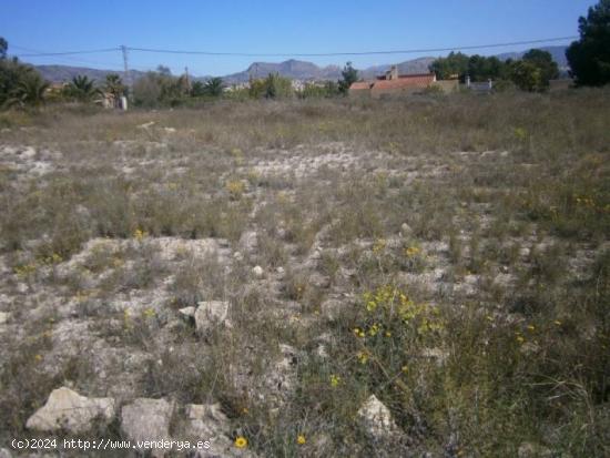 TERRENO RUSTICO EN MUY BUENA ZONA - ALICANTE