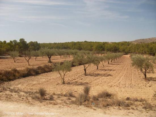 TERRENO EN SAX - ALICANTE