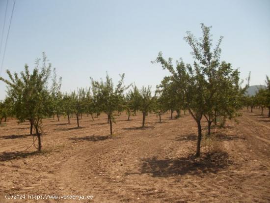 PARCELA CON AGUA - ALICANTE