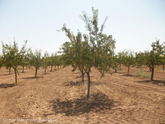 PARCELA CON AGUA - ALICANTE