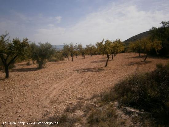 TERRENO EN HONDON  DE LAS NIEVES - ALICANTE