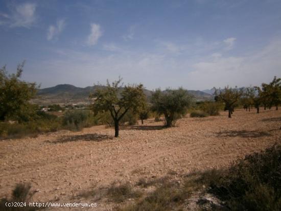 TERRENO EN HONDON  DE LAS NIEVES - ALICANTE