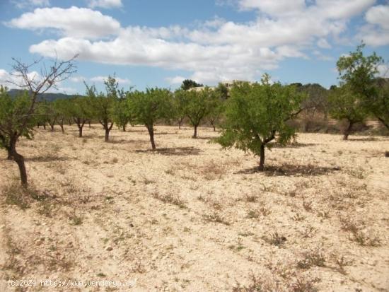 Parcela de terreno rustico - ALICANTE