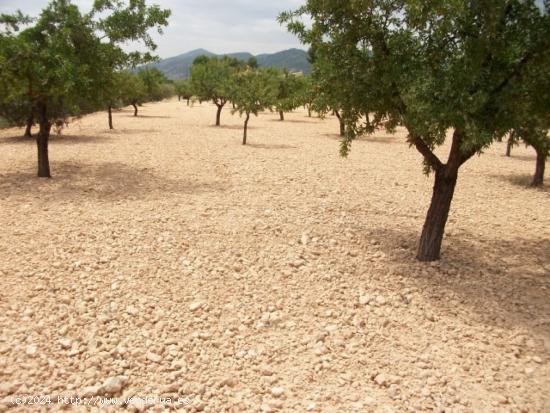  Parcela de 10.000 metros rural - ALICANTE 