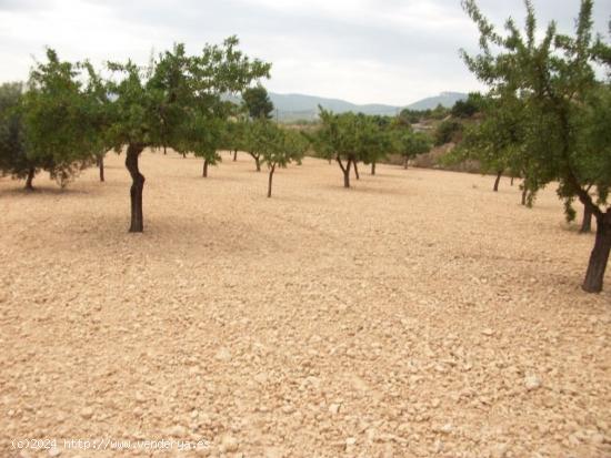 Parcela de 10.000 metros rural - ALICANTE