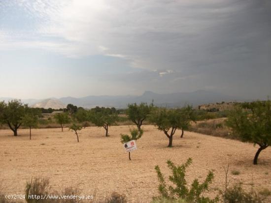 Parcela de 10.000 metros rural - ALICANTE