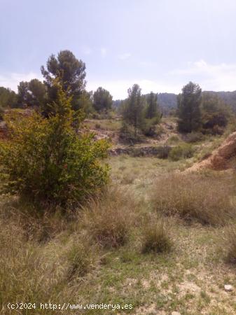 TERRENO EN MONOVAR - ALICANTE