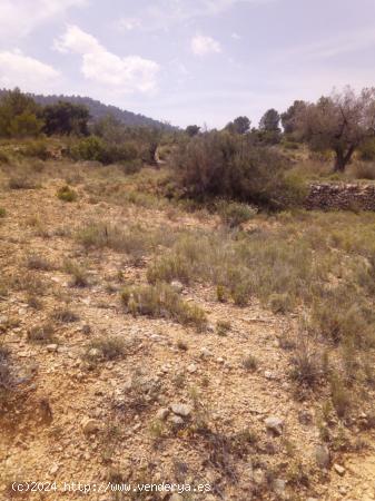 TERRENO EN MONOVAR - ALICANTE