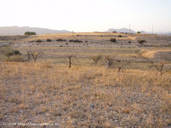  Terreno En la Alquebla - ALICANTE 