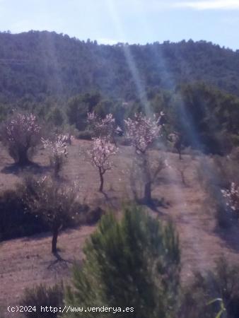 TERRENO EN COLLADO VICTORIANO - ALICANTE